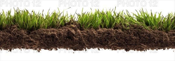 Seamless tileable row of fresh grass and soil on a white background