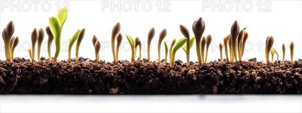 Seamless tileable cross section row of budding sprouts of new growth out of soil on a white background