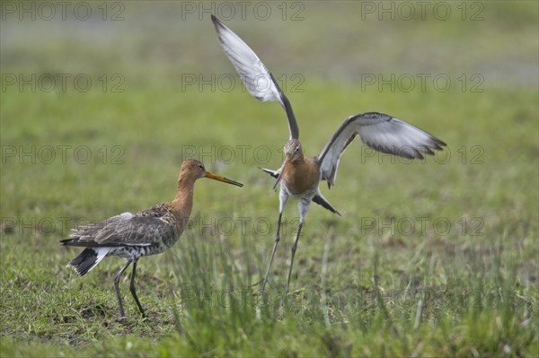 Black-tailed godwits