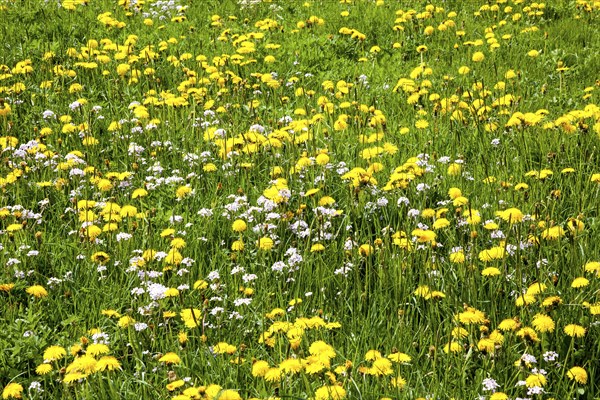 Flowering common dandelion