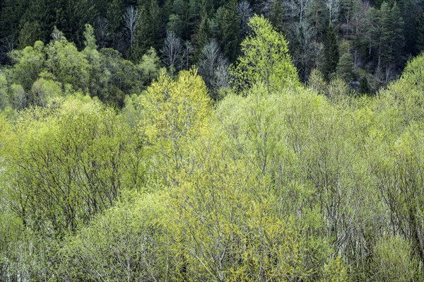 Trees with fresh leaf shoots at the Lech