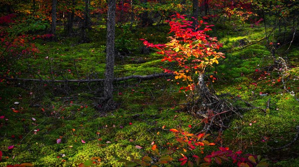 Autumn colours near Hermannsburg in Suedheide