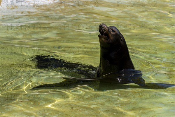 California sea lion