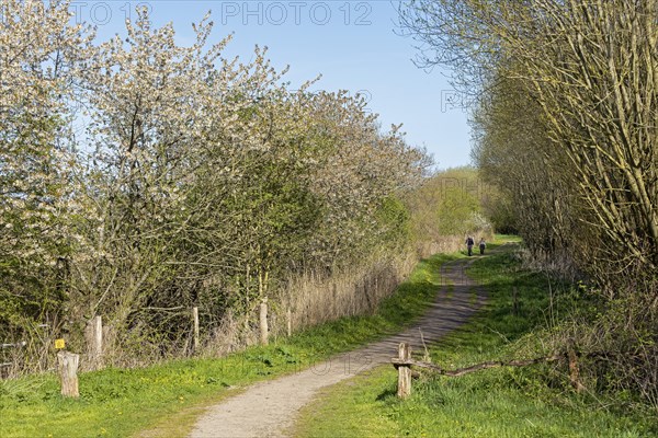 Blackthorn