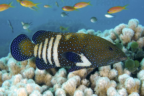 Bluespotted grouper