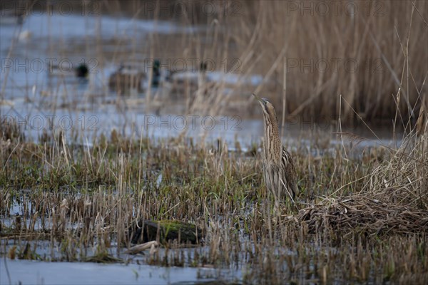 Great bittern