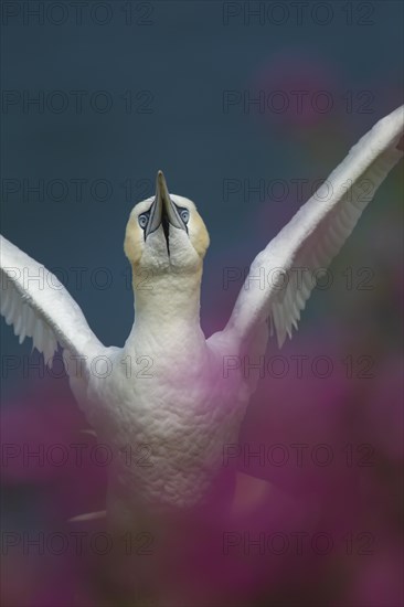 Northern gannet