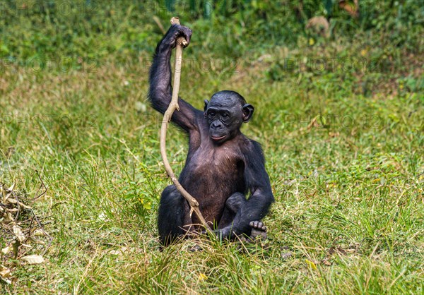 Bonobo