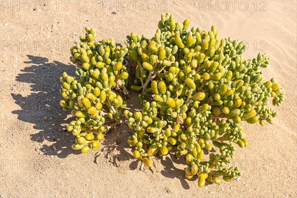 Thick-fingered succulent