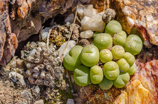 Growing stones