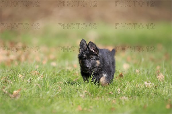 German shepherd domestic dog