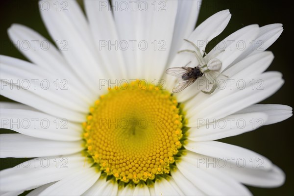 Goldenrod crab spider