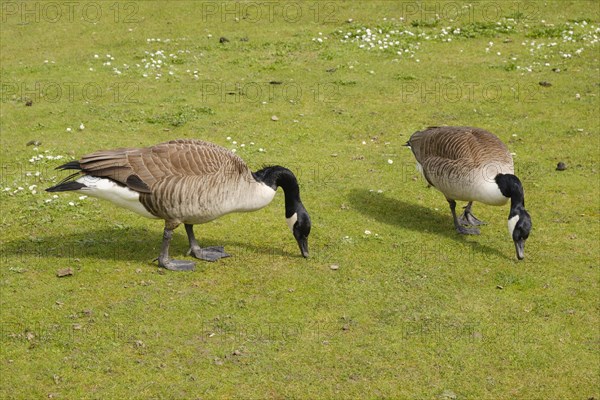 Two Canada geese