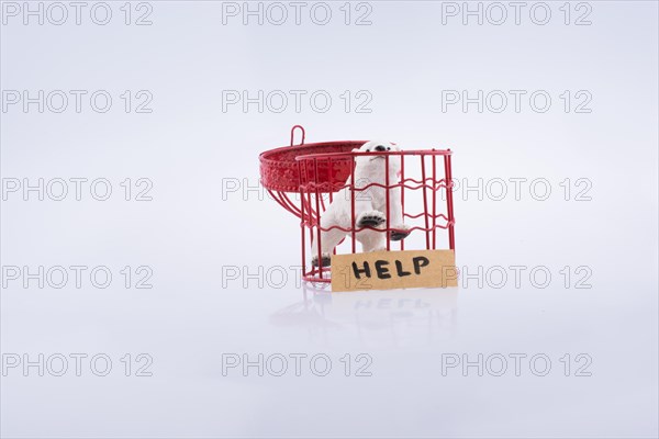 Captive Polar bear asking for help on white background