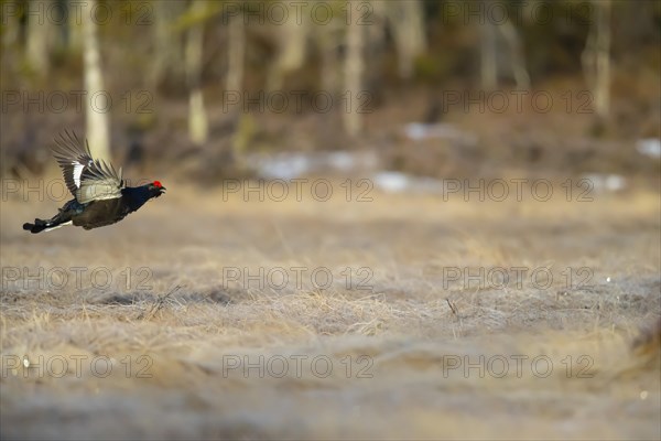 Black grouse