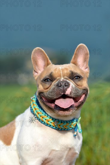 Portrait of a beautiful smiling red pied female French Bulldog dog with paracord collar