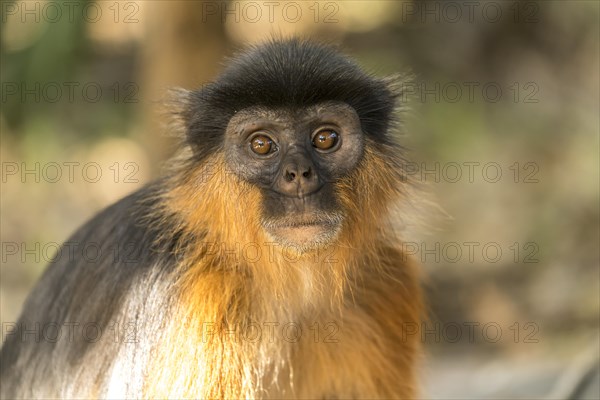 Temminck's red colobus