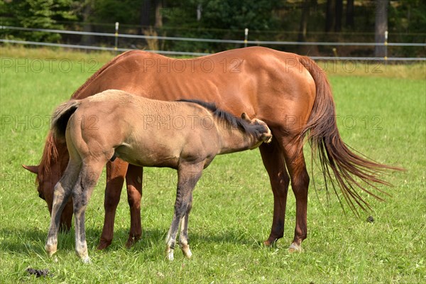 Foal of the Western breed American Quarter Horse sucking on its dam