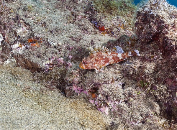 Madeira rockfish