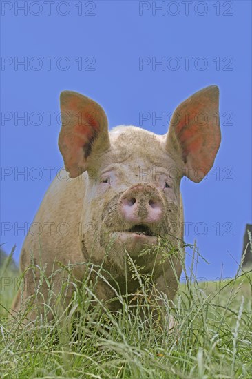 Domestic pig