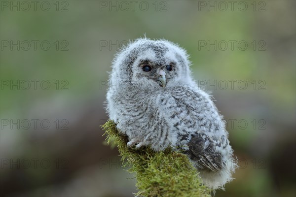 Young Tawny Owl