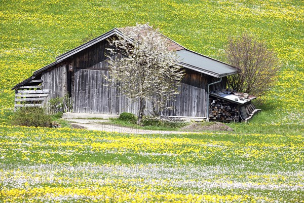 Wooden barn in landscape with flowering common dandelion