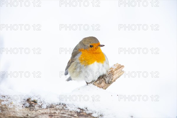 European robin