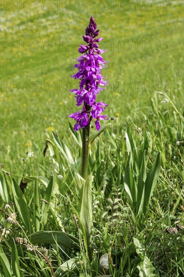 Male orchid