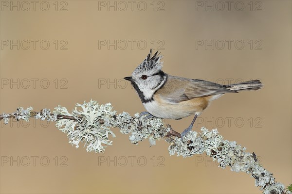 Crested tit