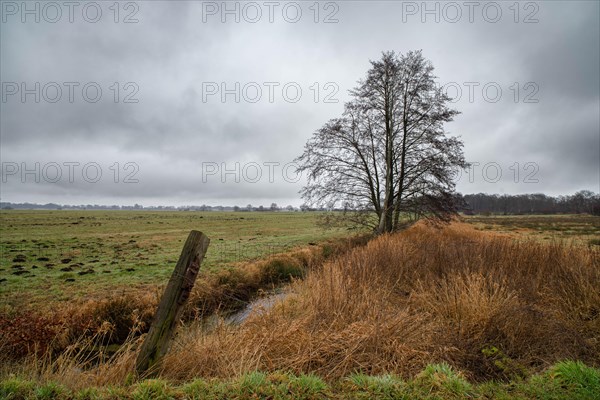 Meadow landscape