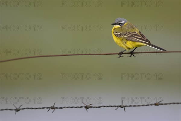 Yellow Wagtail