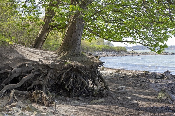 Tree roots exposed by the sea