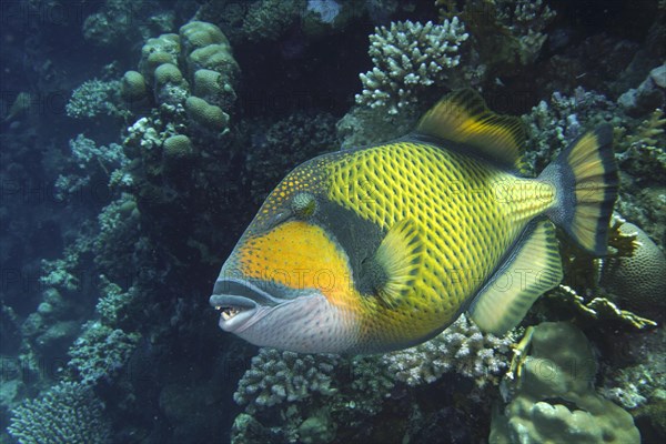 Titan triggerfish