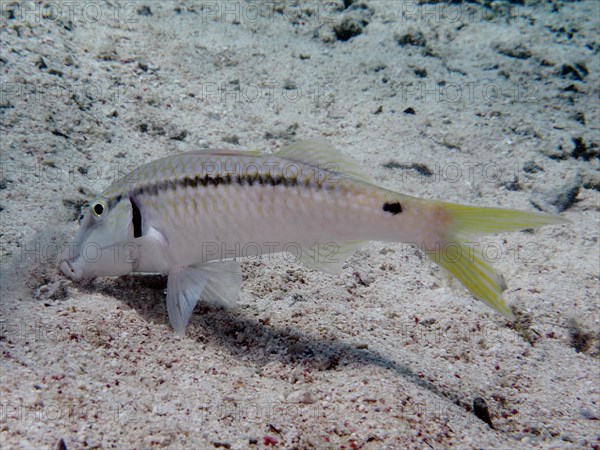 Red sea goatfish