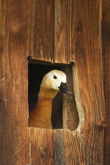 Ruddy Shelduck