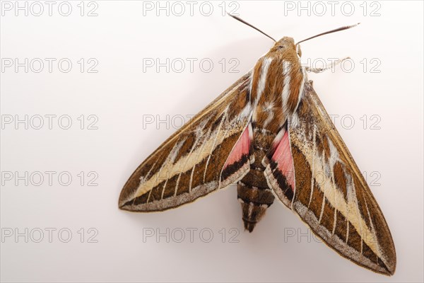 Closeup of a Hyles livornica moth isolated on white background and copy space