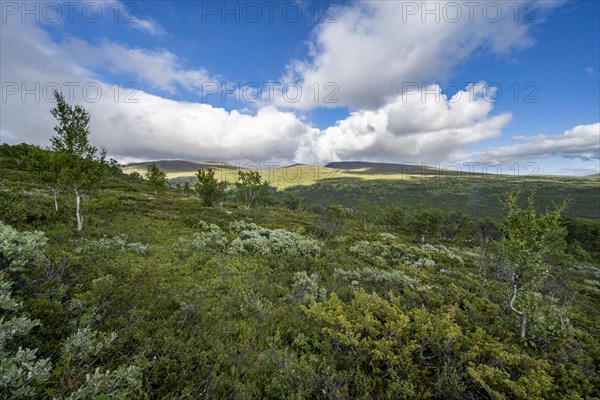 Landscape with small birch trees in the mountains