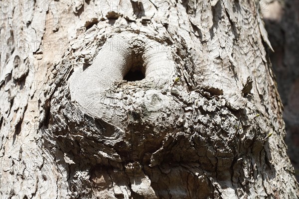 Tree trunk with bark and burl