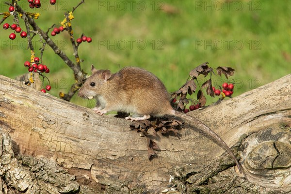 Norway rat with food in mouth standing on tree trunk with red berries looking left