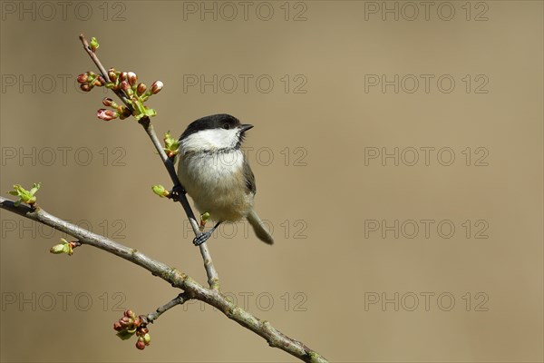 Willow Tit