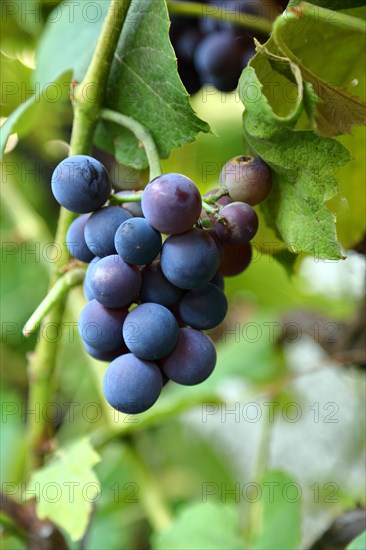 Blue grapes