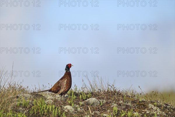 Pheasant