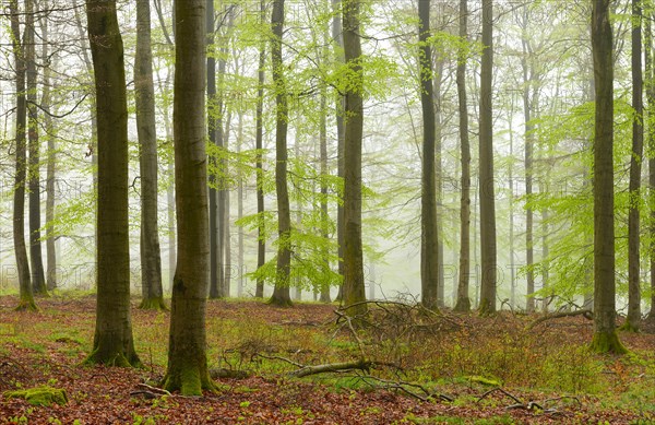 Beech forest with mist in early spring