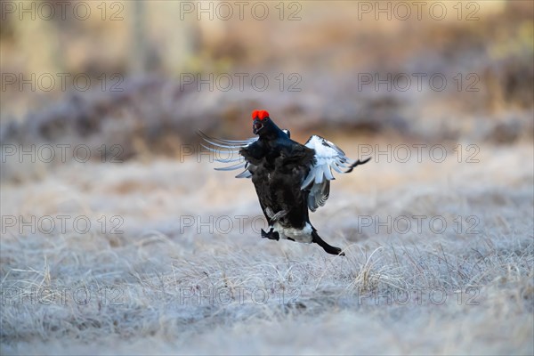 Black grouse