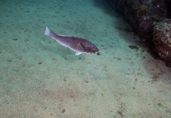 Male mediterranean parrotfish