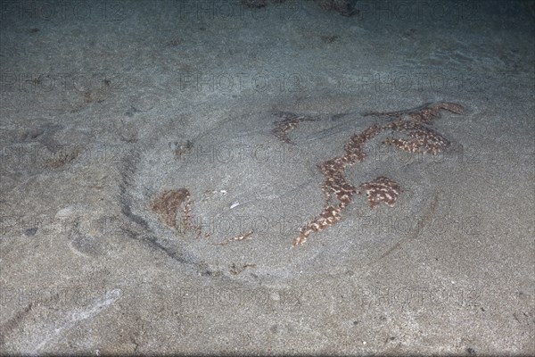 Marbled electric ray