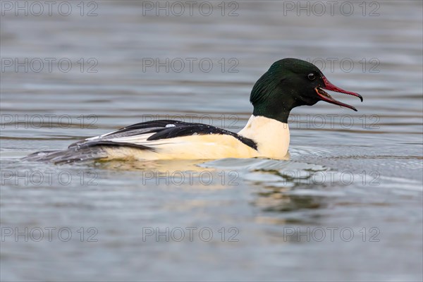 Common merganser