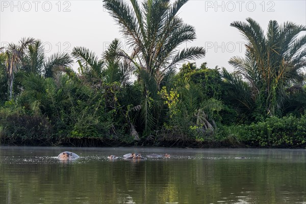 Hippos bathing in the River Gambia National Park