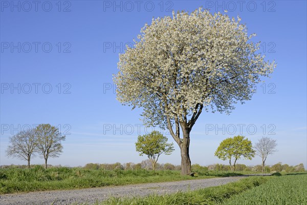 Deciduous trees by a green grain field