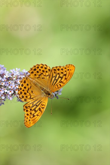 Silver-washed fritillary